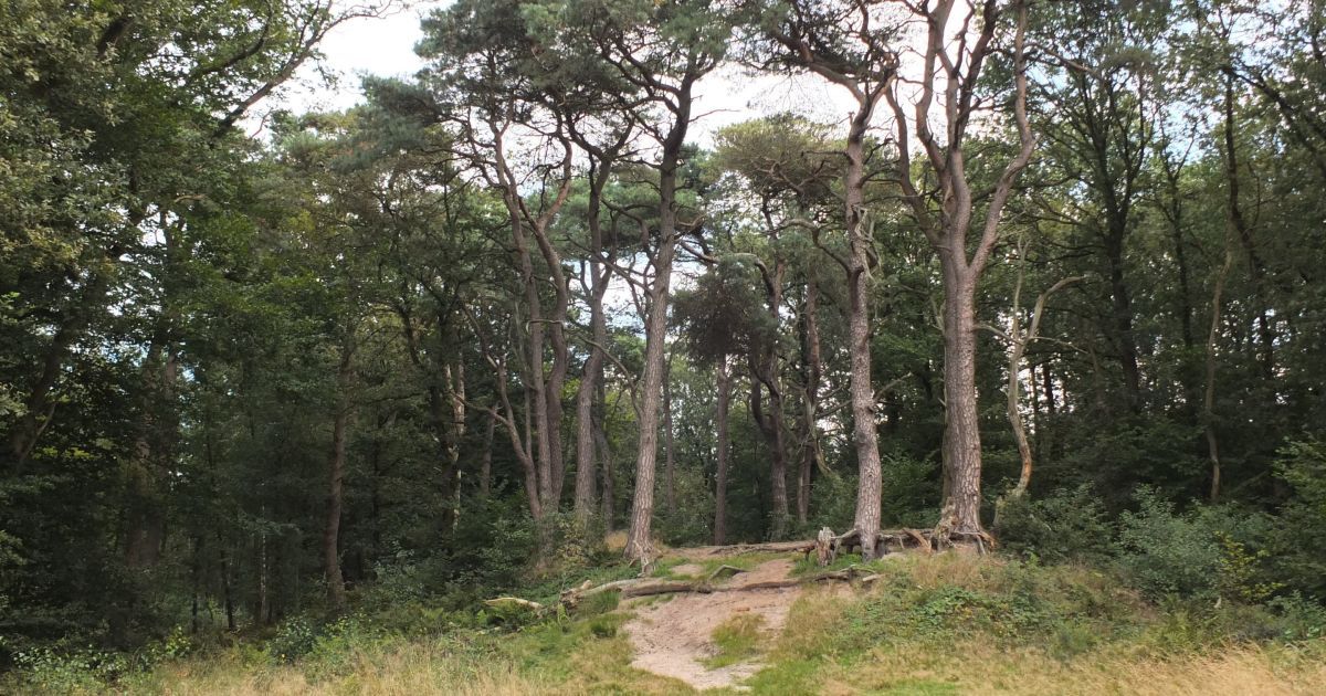 Noordlaren - Geheimen van het Noordlaarderbos